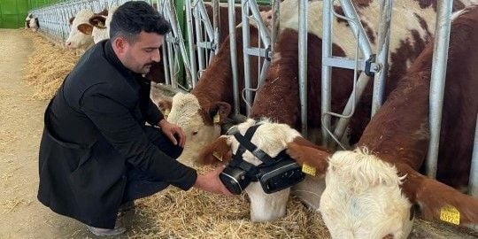 Vr For Cows 