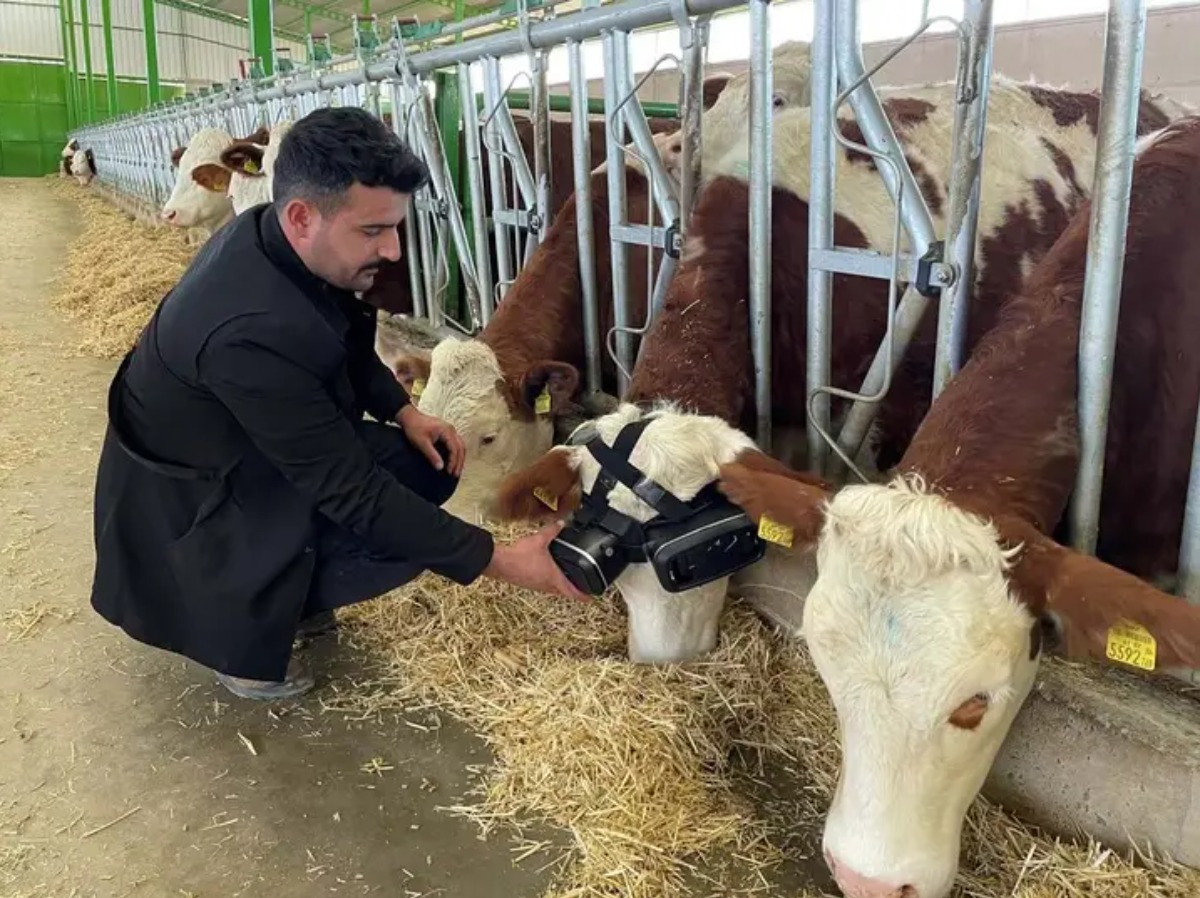 cows giving milk