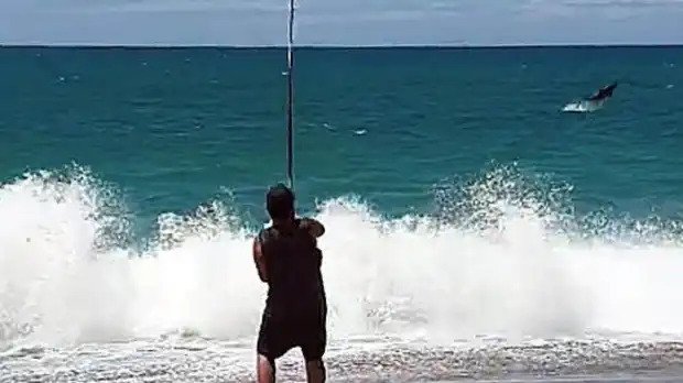 A fisherman catches a great white shark by mistake 