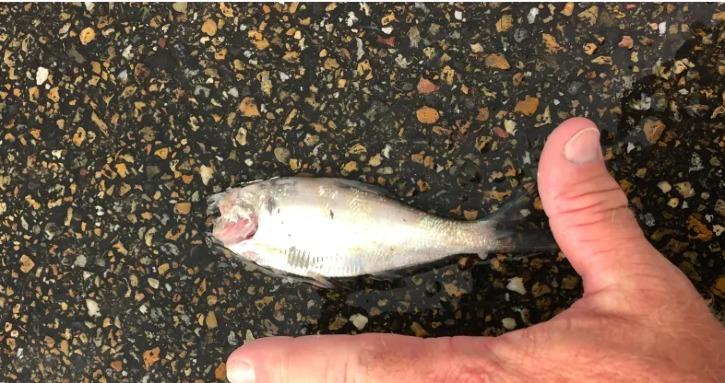 Fish Falls From Sky In The US