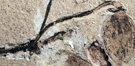 oldest flower bud fossil found in china 