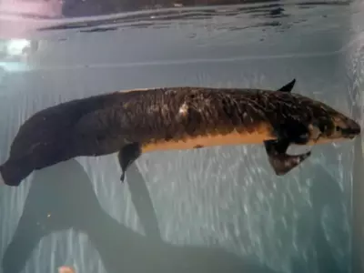 Methuselah world oldest fish living in aquarium 