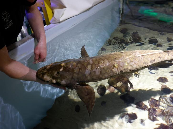 Methuselah world oldest fish living in aquarium 