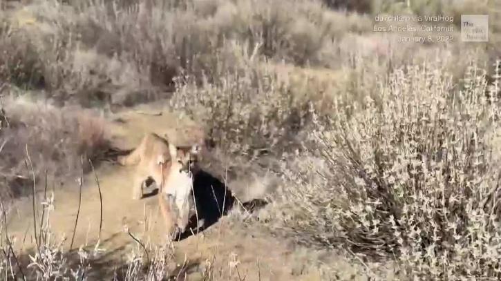 Man is Chased By Mountain Lion