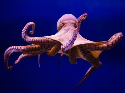 octopus alien theory
