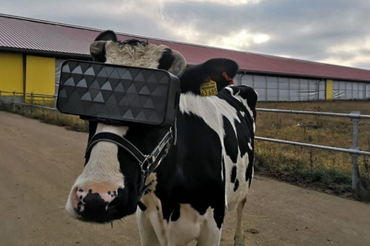 Vr For Cows 