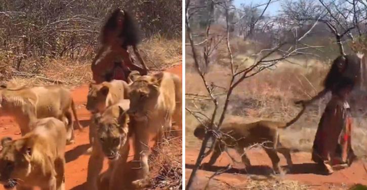 woman casually walks with six lionesses 