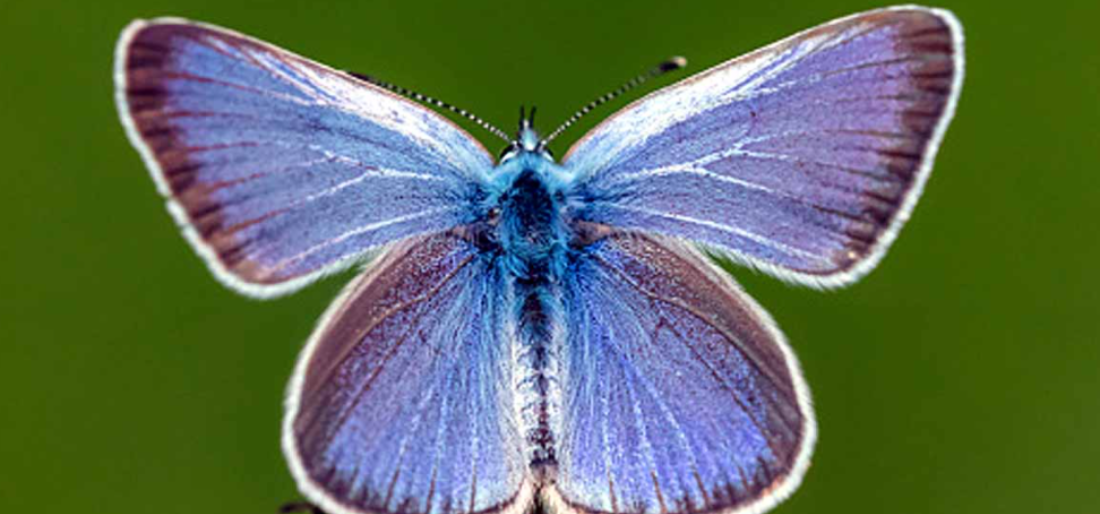 Xerces blue found in india 