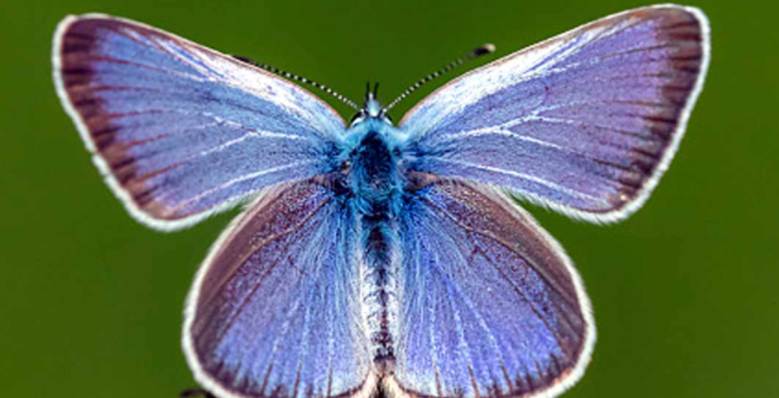 Xerces blue found in india 