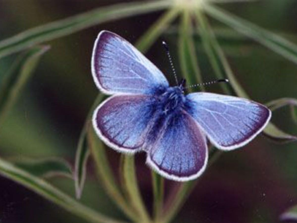 Xerces Blue Butterfly