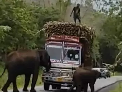 Elephants Block Sugarcane Truck