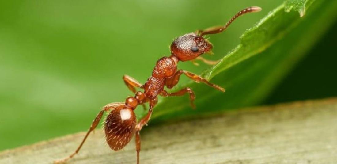 Red Ant