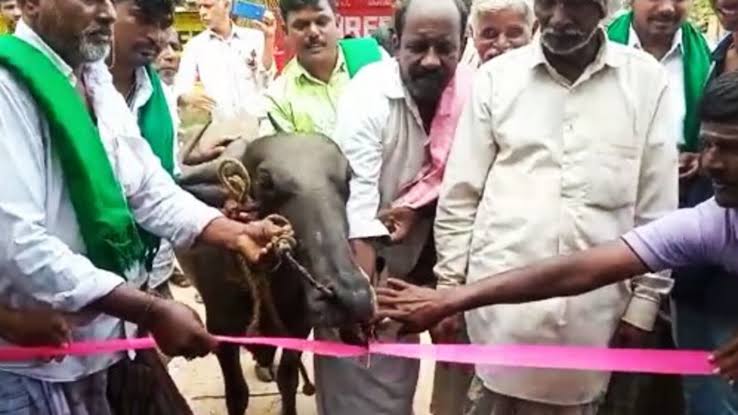 Tired Of Authorities, Angry Villagers Get A Buffalo To Inaugurate Bus ...