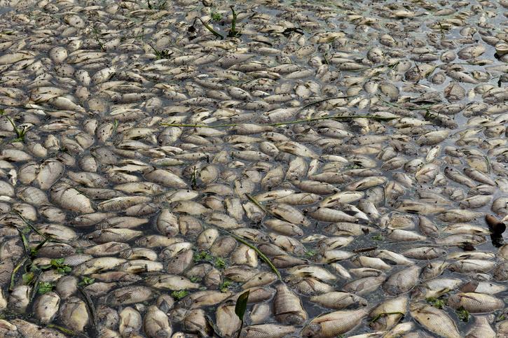 Thousands Of Fish Killed In Hyderabad After Flood Washes Garbage From ...