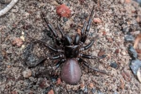 How To Get Venom From The World's Deadliest Spider — Veritasium