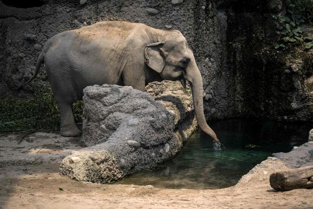 You Can Now Adopt Your Favourite Animal At Delhi Zoo: Know How And What The Rates Are You Can Now Adopt Your Favourite Animal At Delhi Zoo: Know How And What The Rates Are