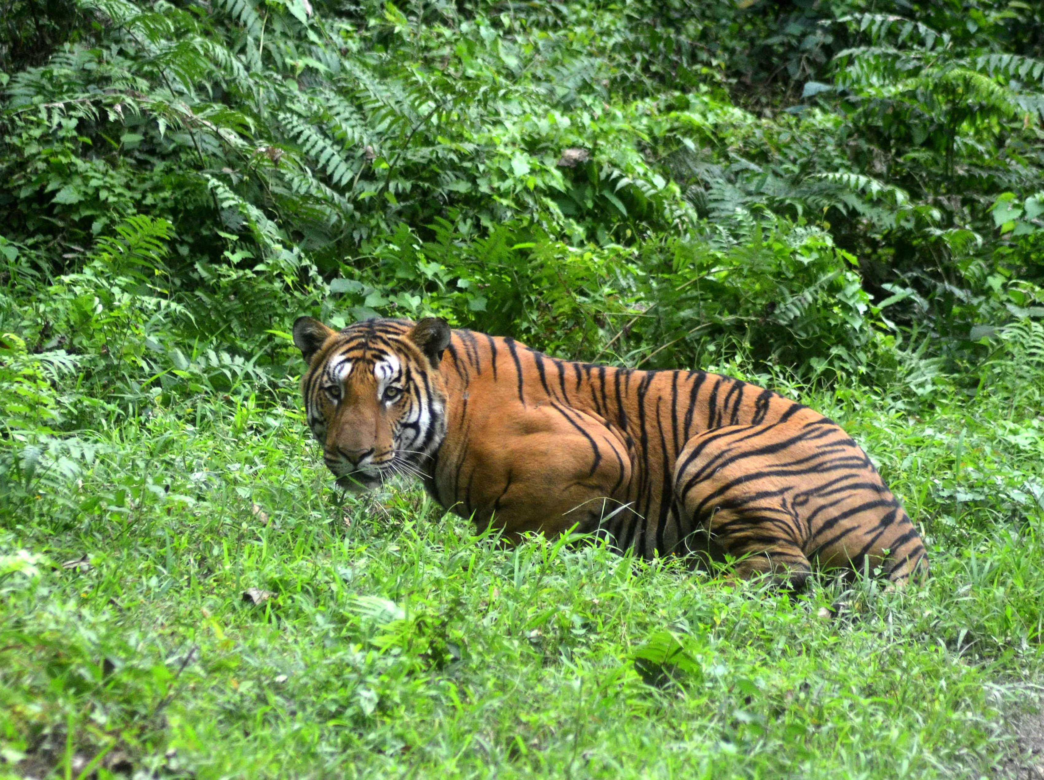 International Tiger Day Global Tiger Population Is Increasing As India