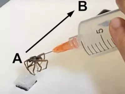 Researchers Turn Dead Spiders Into Lifeless Robots That Picks Things
