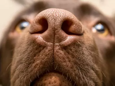 Dogs Nose Works In Tandem With Their Eyes To Help See Clearly, Finds Study