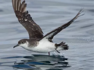 Climate Change Is Making It Difficult For Seabirds To Catch Fish, Finds Study