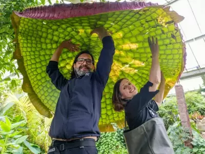 Researchers Discover World’s Largest Known Giant Water Lily Species