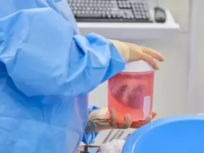 Genetically Engineered Pig Hearts Transplanted Into Dead Human Bodies