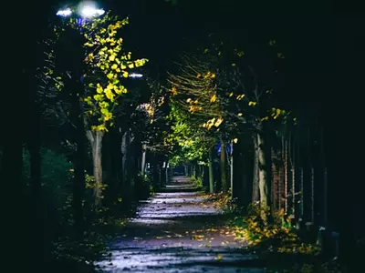 Light Pollution Is Affecting The Rhythms Of Trees, Plants In Cities
