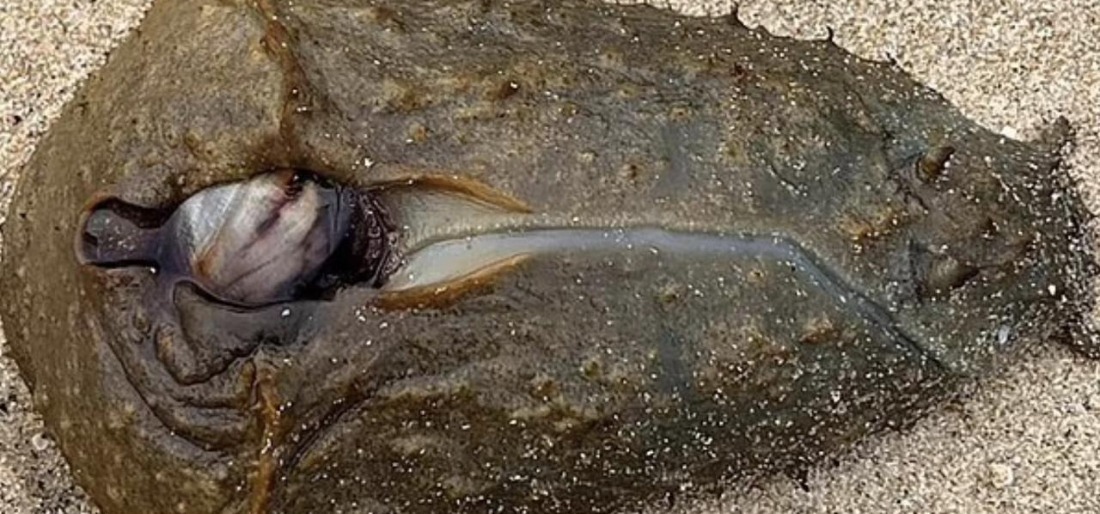 'Alien' Sea Creatures Wash Up On Beaches In Australia