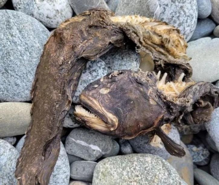 Bulan lalu, makhluk laut membusuk yang tampak aneh ditemukan terdampar di sebuah pantai di Oregon, AS.