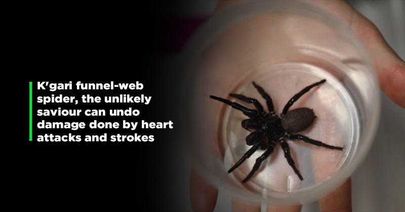 How To Get Venom From The World's Deadliest Spider — Veritasium