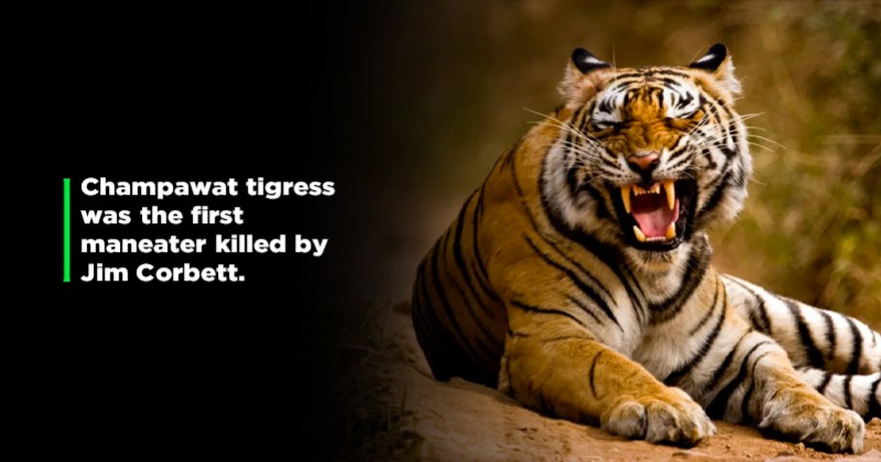 The Story Of Champawat Maneater, An Injured Tigress That Went On To