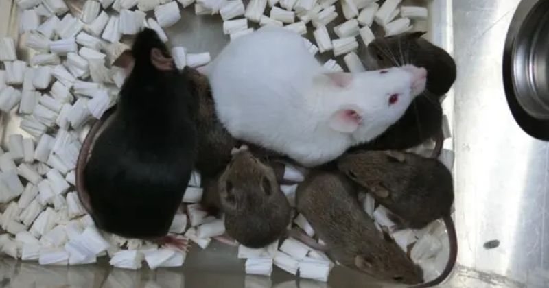 Scientists Develop Mice Clone From Dried Skin Cells For The First Time