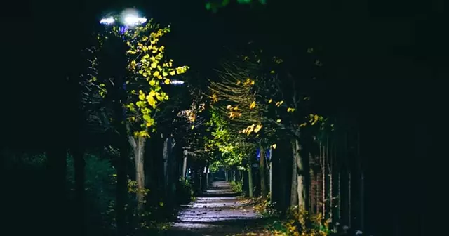 Hit the Lights! Light Pollution's Negative Impact on Urban Trees