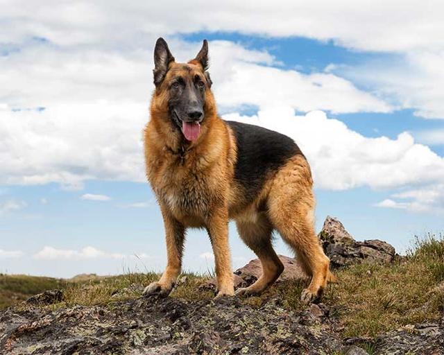 Bihar Cops Look For English Speakers To Talk With German Shepherd Held For  'Excise Law Violation'