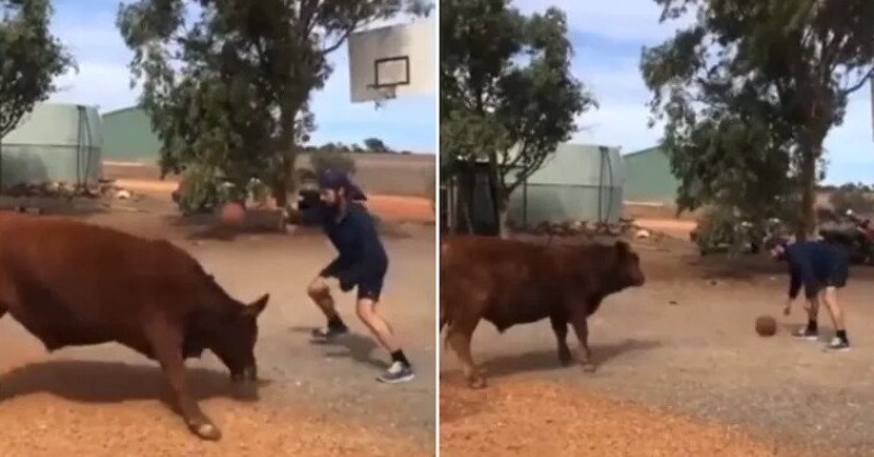 Man Plays Basketball With A Bull In Viral Video