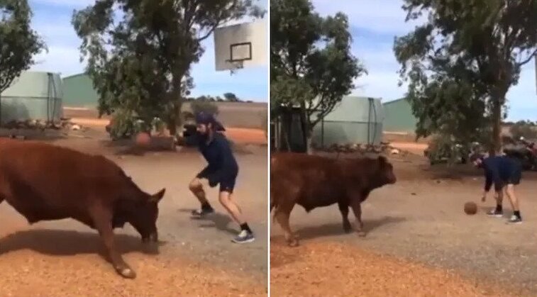 Bull clearance funny videos