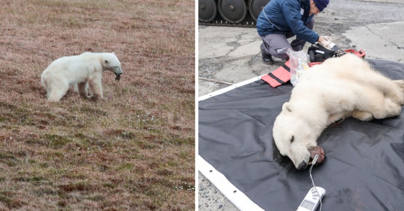 Polar Bear With Can Stuck In Mouth Rescued