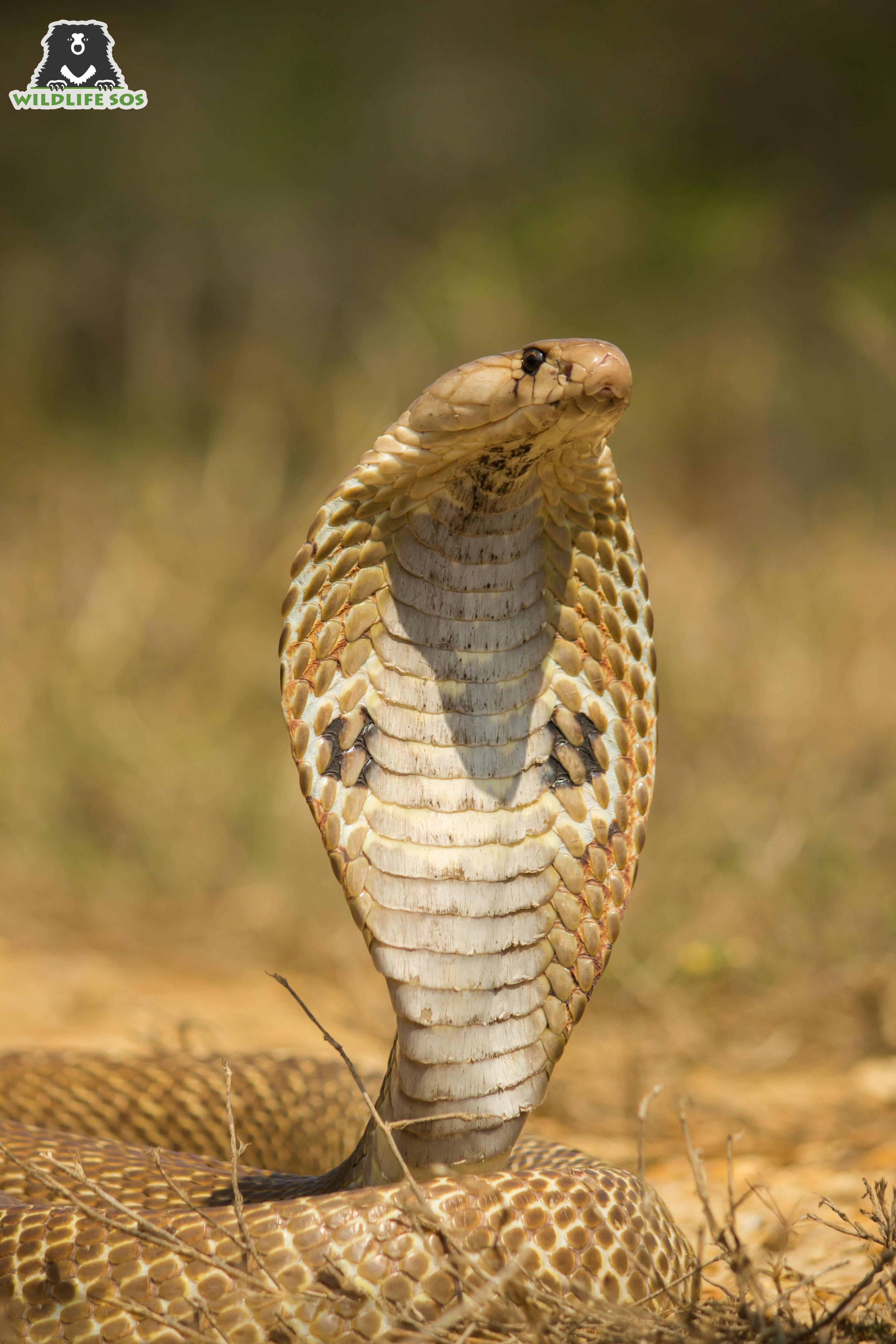 Snakes Are Not Meant For Entertainment - Wildlife SOS