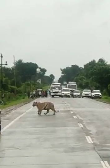 A traffic police stopped the traffic for the tiger to cross the road