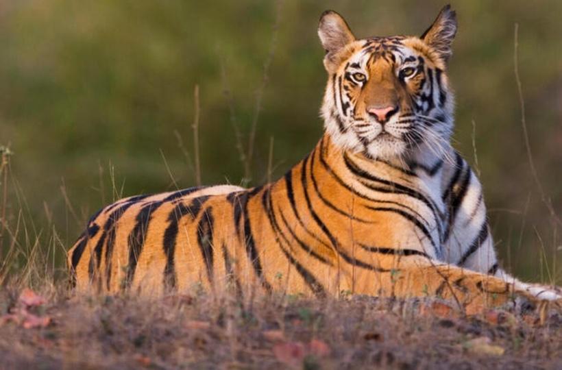 Tiger State' Madhya Pradesh Records 27 Deaths In 2022, Highest Among All In Country Tiger State' Madhya Pradesh Records 27 Deaths In 2022, Highest Among All In Country