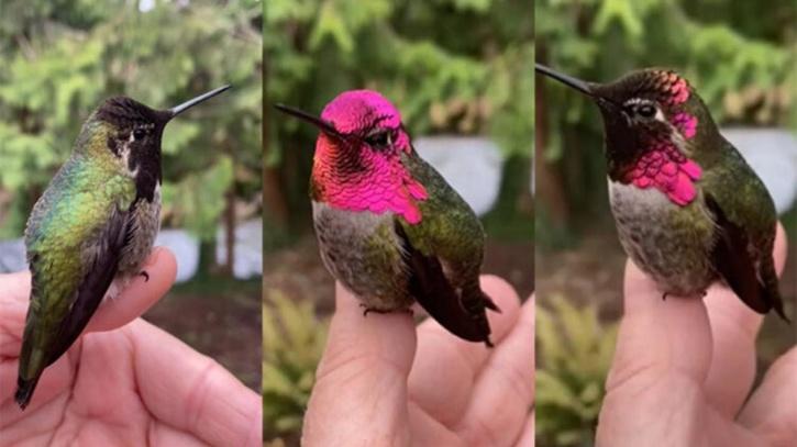 Humming Bird