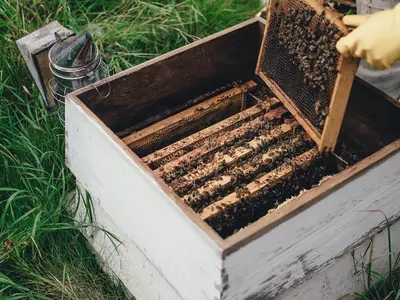 Honeybees Killed By Australia 