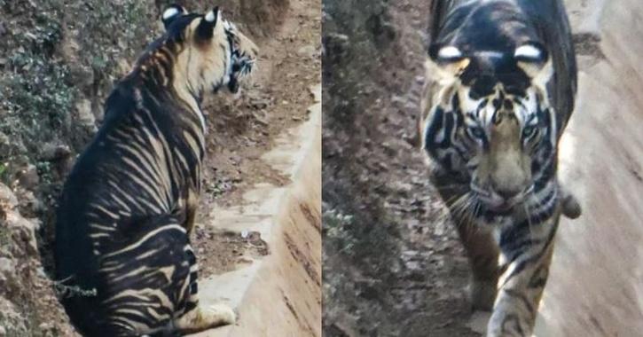 In Rare Sighting, Black Tiger Spotted In Odisha's Similipal National Park