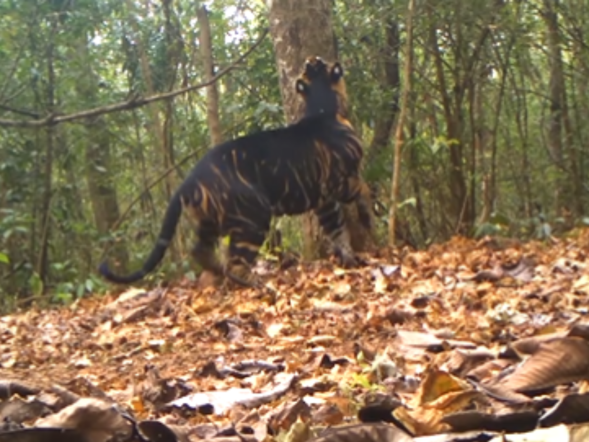 In Rare Sighting, Black Tiger Spotted In Odisha's Similipal ...