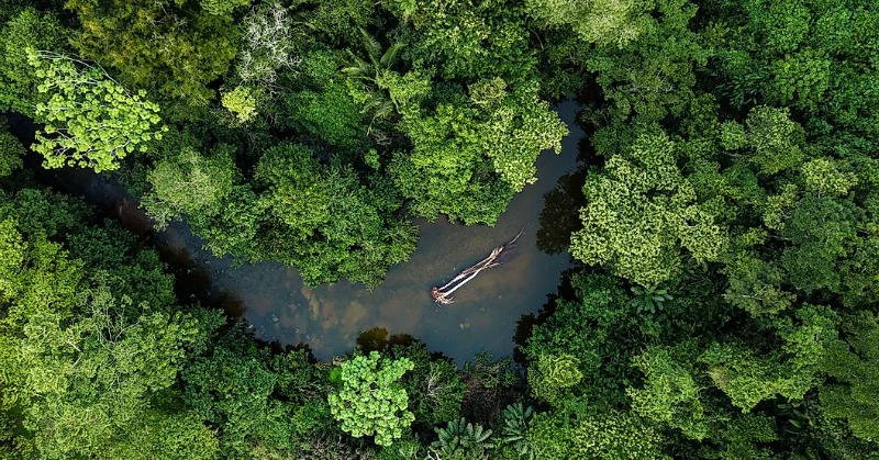 How Are Carbon Sinks Measured