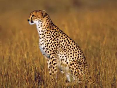 cheetah returns to india 