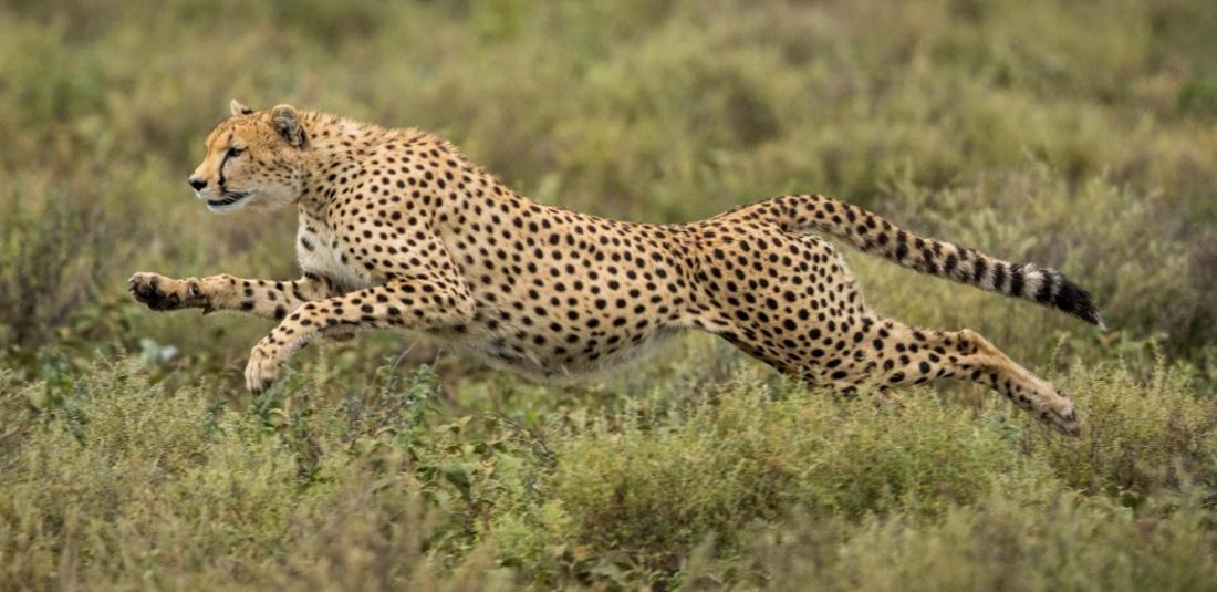 cheetah returns to india 