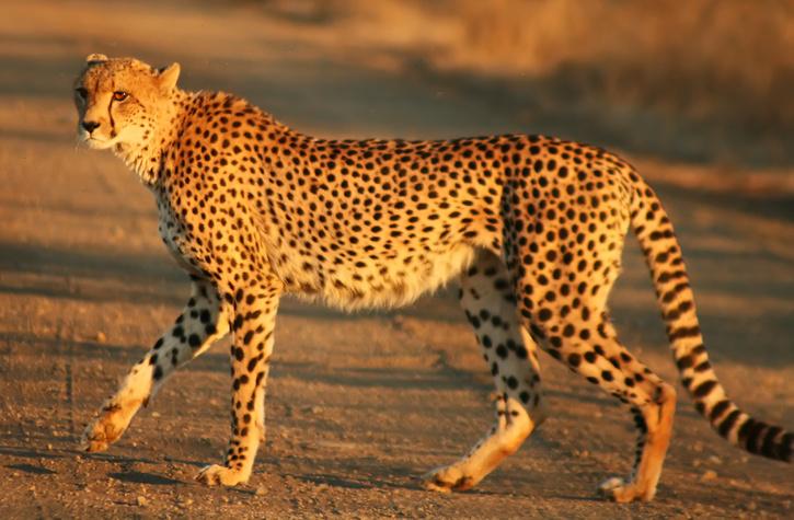 cheetah returns to India 