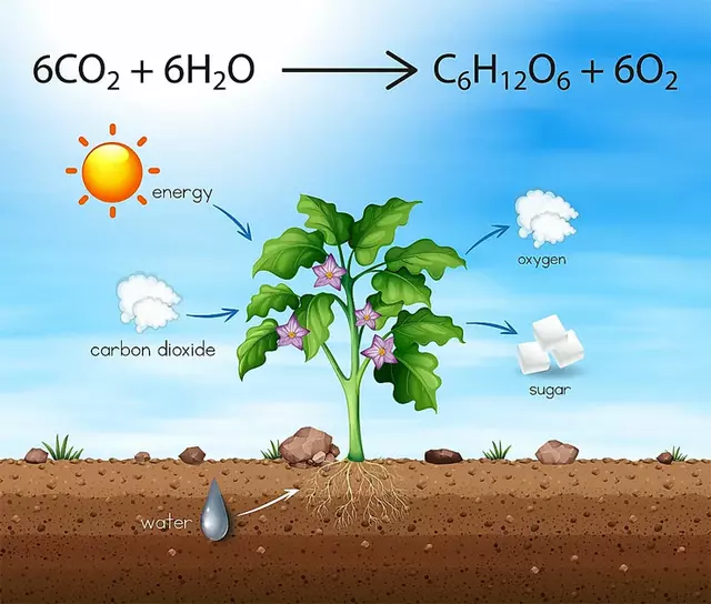 Easy Eco Tips - What is a carbon sink? . A carbon sink is