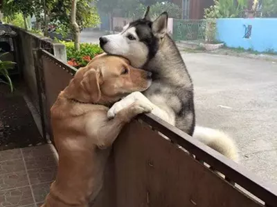 Dogs Hugging Viral Pic 